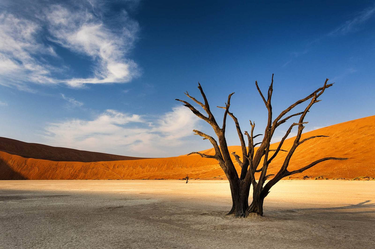 A dead camel thorn tree on the white clay of Deadvlei, red dunes behind