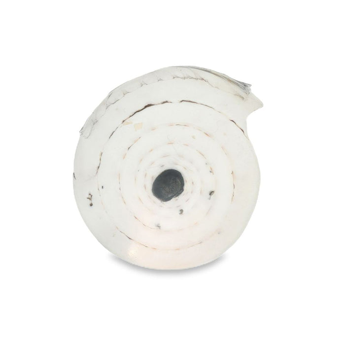 A white Omba shell disc with a spiral centre